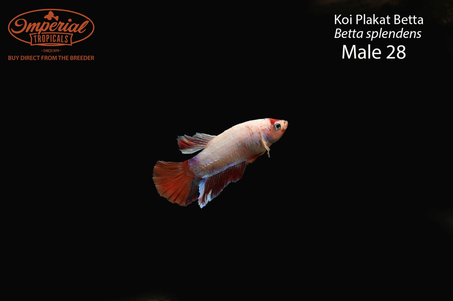 WYSIWYG Koi Plakat Betta (Betta splendens)