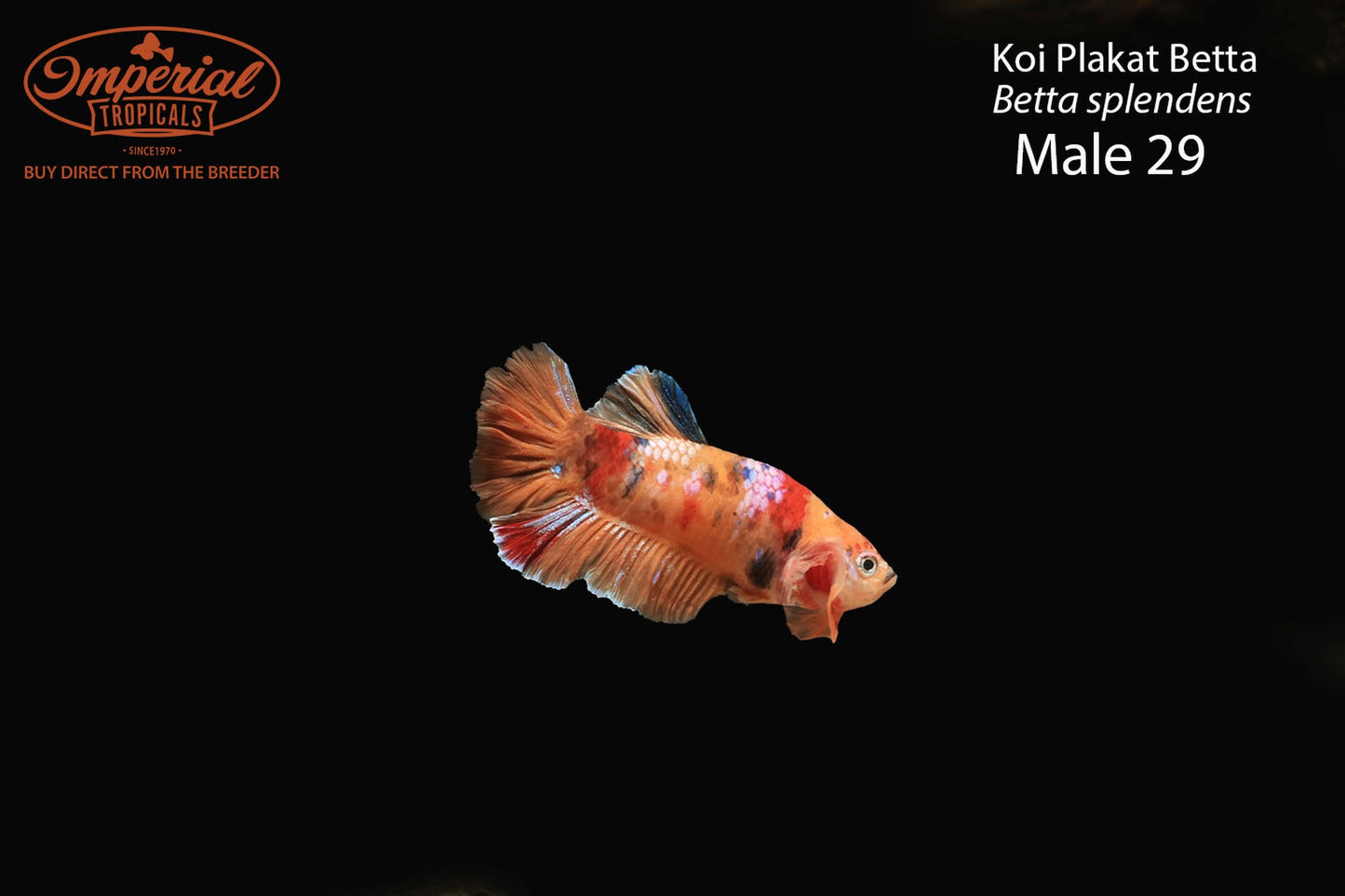 WYSIWYG Koi Plakat Betta (Betta splendens)
