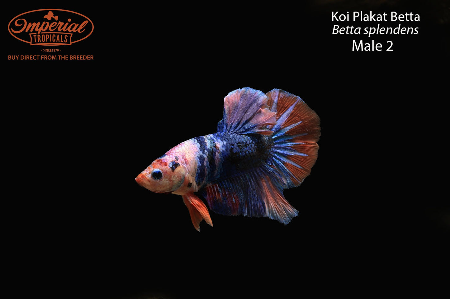 WYSIWYG Koi Plakat Betta (Betta splendens)