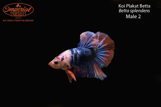 WYSIWYG Koi Plakat Betta (Betta splendens)