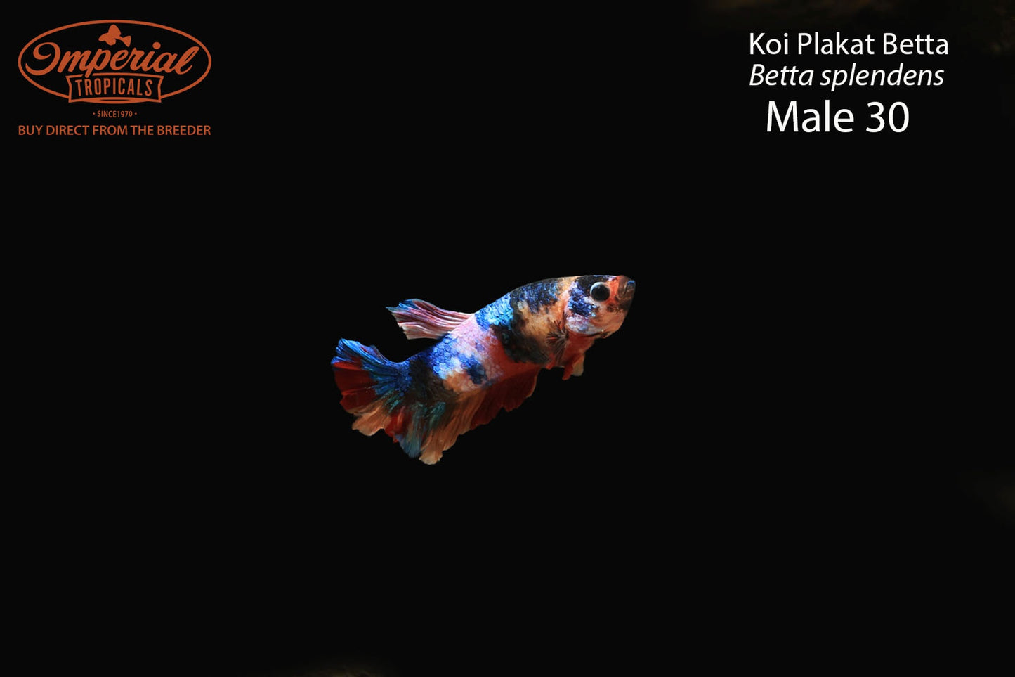 WYSIWYG Koi Plakat Betta (Betta splendens)