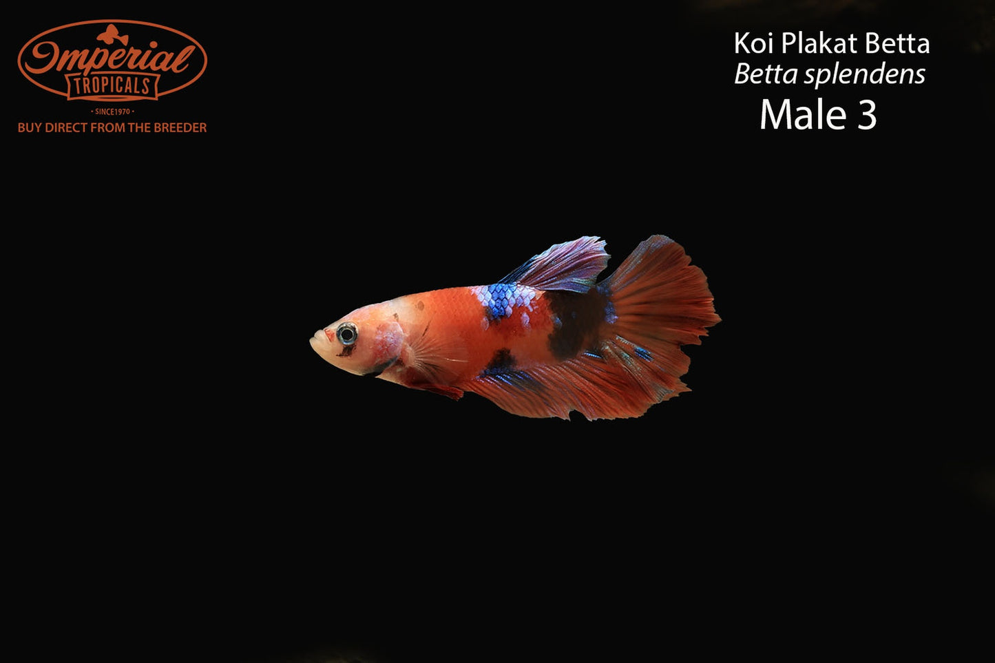 WYSIWYG Koi Plakat Betta (Betta splendens)