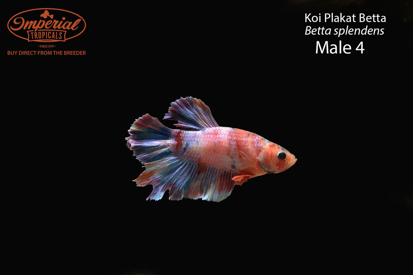 WYSIWYG Koi Plakat Betta (Betta splendens)