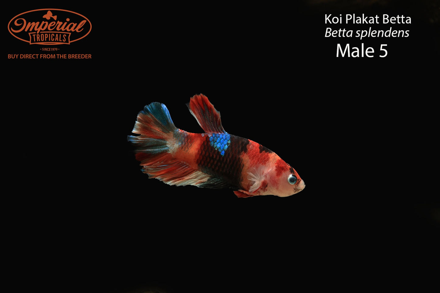WYSIWYG Koi Plakat Betta (Betta splendens)