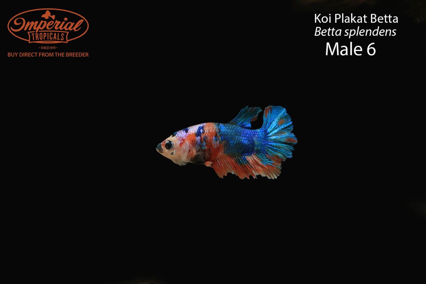 WYSIWYG Koi Plakat Betta (Betta splendens)