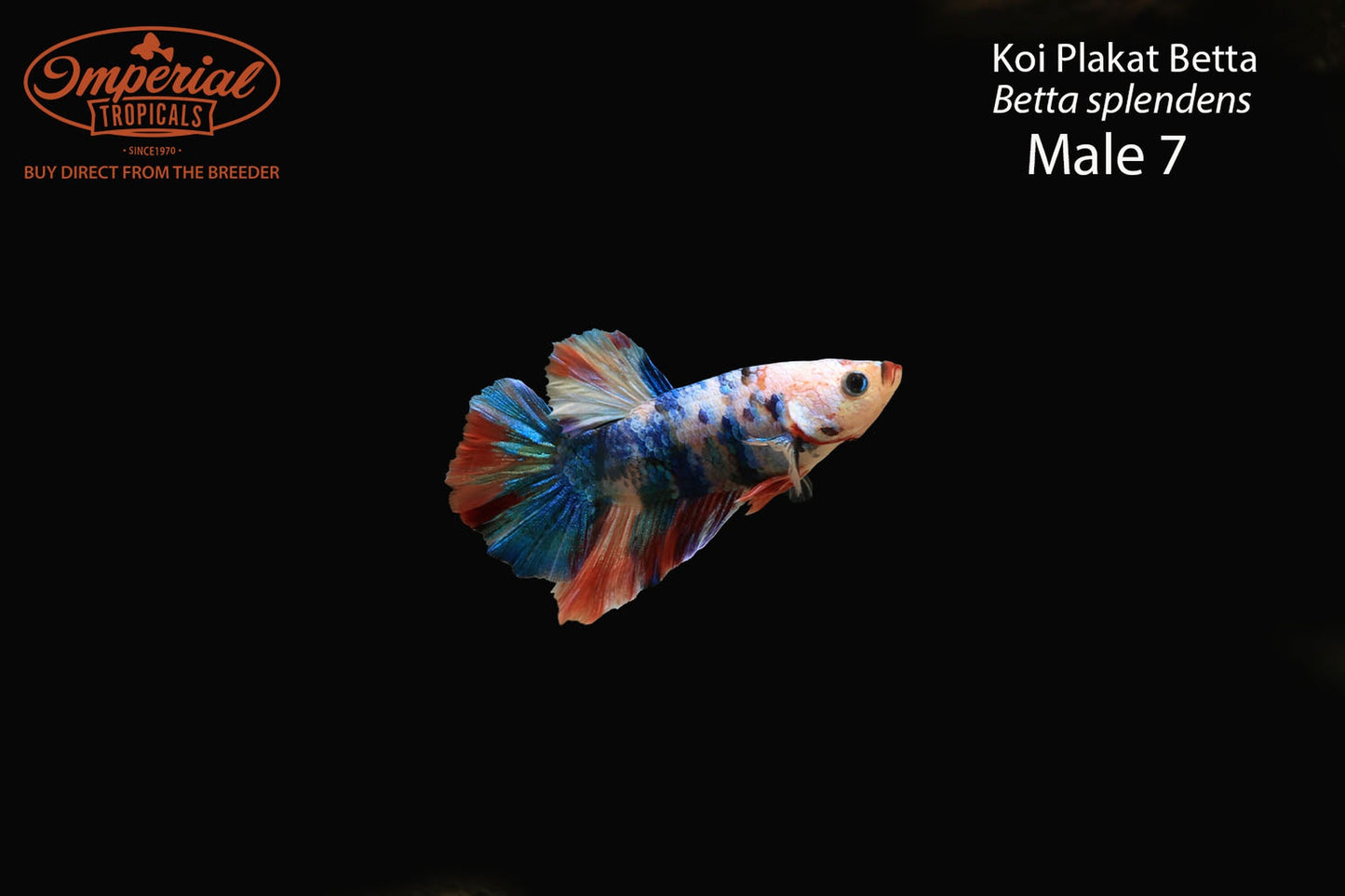 WYSIWYG Koi Plakat Betta (Betta splendens)