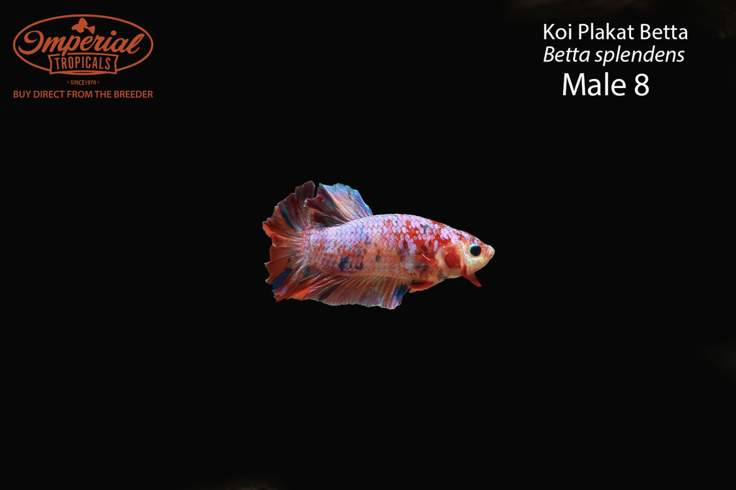 WYSIWYG Koi Plakat Betta (Betta splendens)