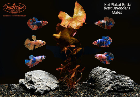 Koi Plakat Betta (Betta splendens)