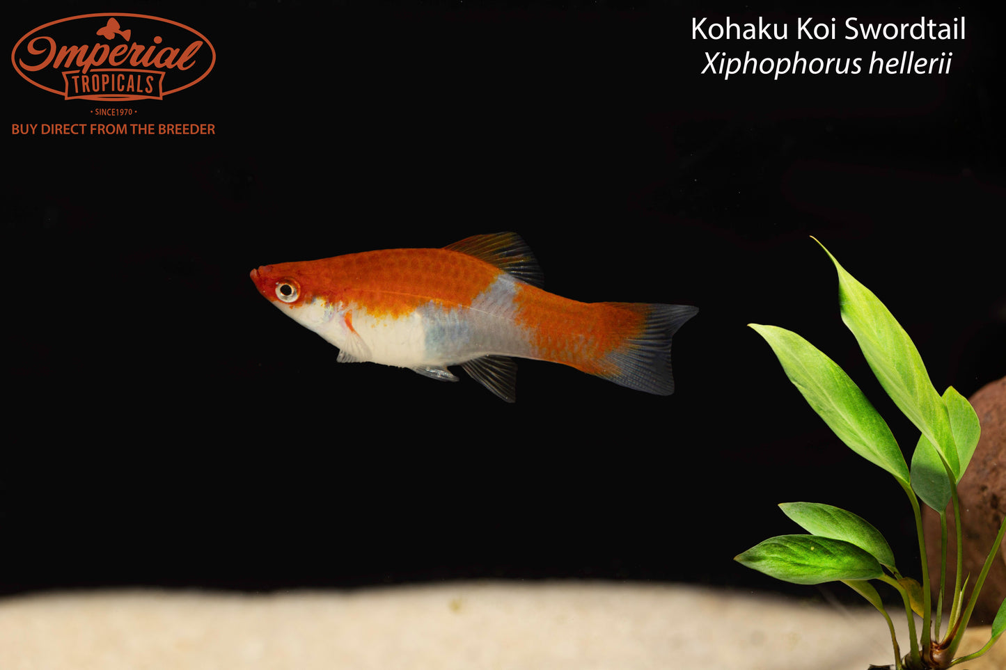 Kohaku Koi Swordtail