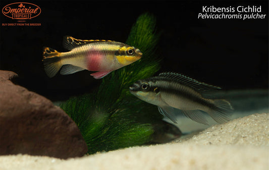 Kribensis Cichlid