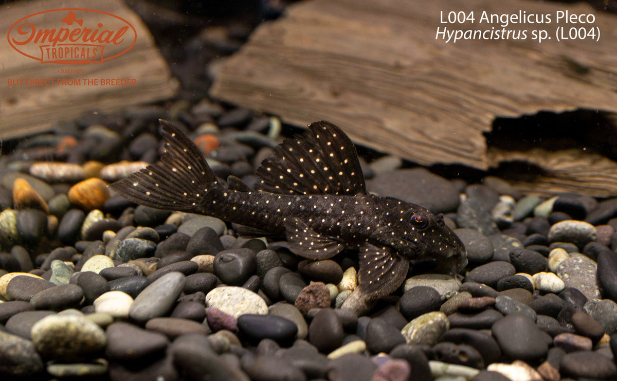 L004 Angelicus Pleco (Hypancistrus sp. (L004))