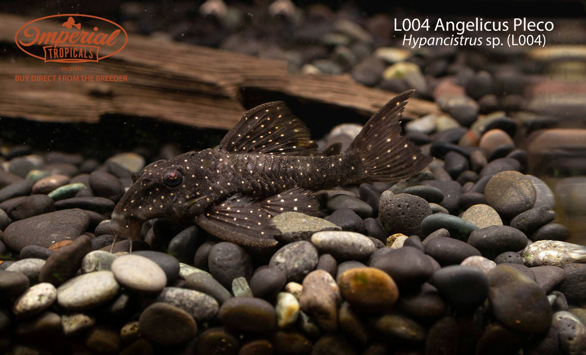 L004 Angelicus Pleco (Hypancistrus sp. (L004))