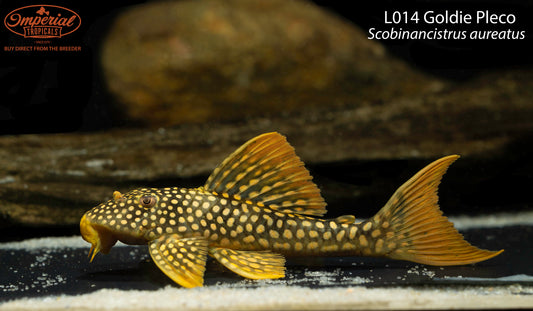 L014 Goldie Pleco