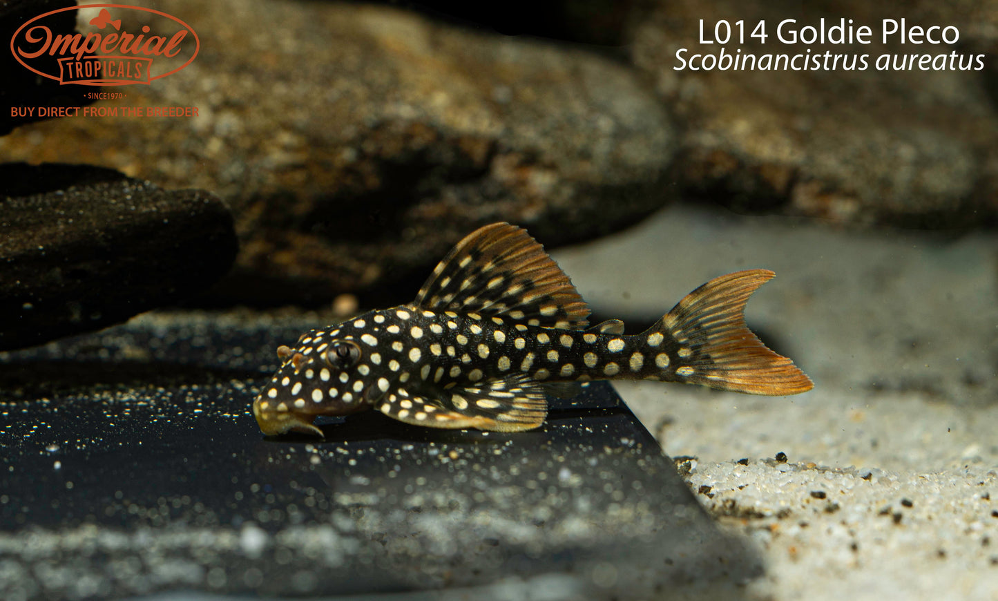 L014 Goldie Pleco