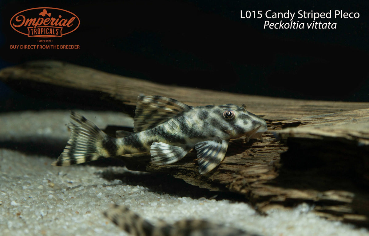 L015 Candy Striped Pleco (Peckoltia vittata)