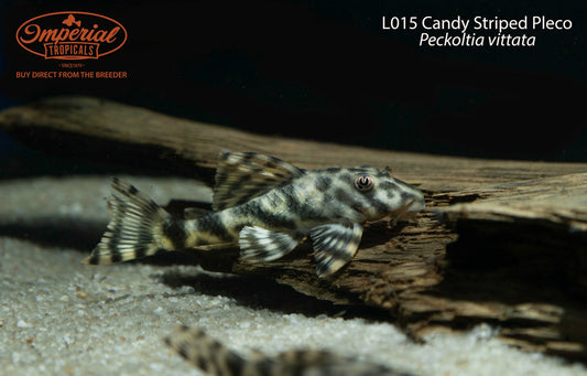 L015 Candy Striped Pleco (Peckoltia vittata)