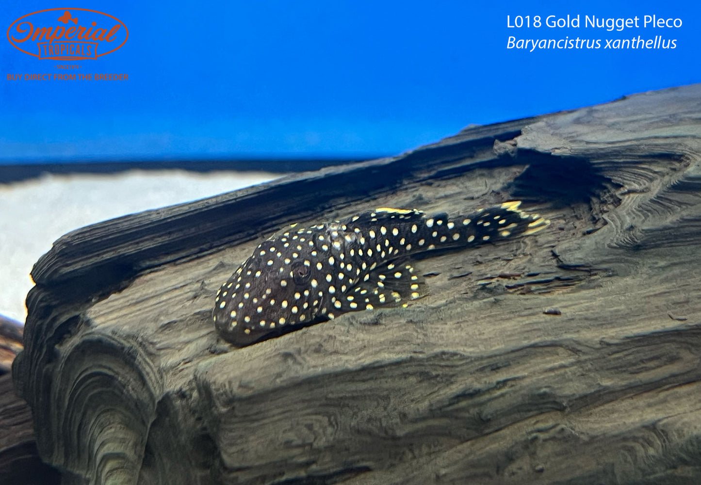 L018 Gold Nugget Pleco