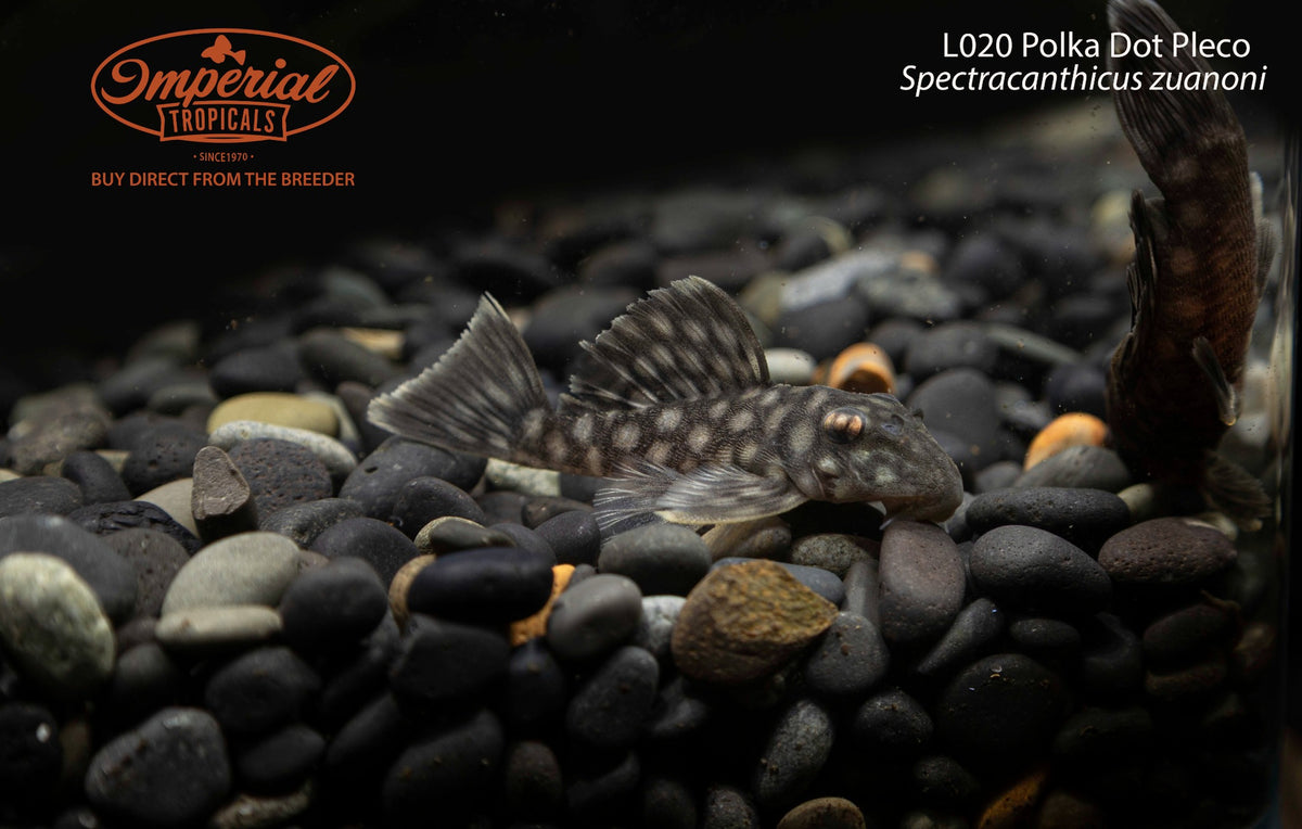 BOGO L020 Polka Dot Pleco