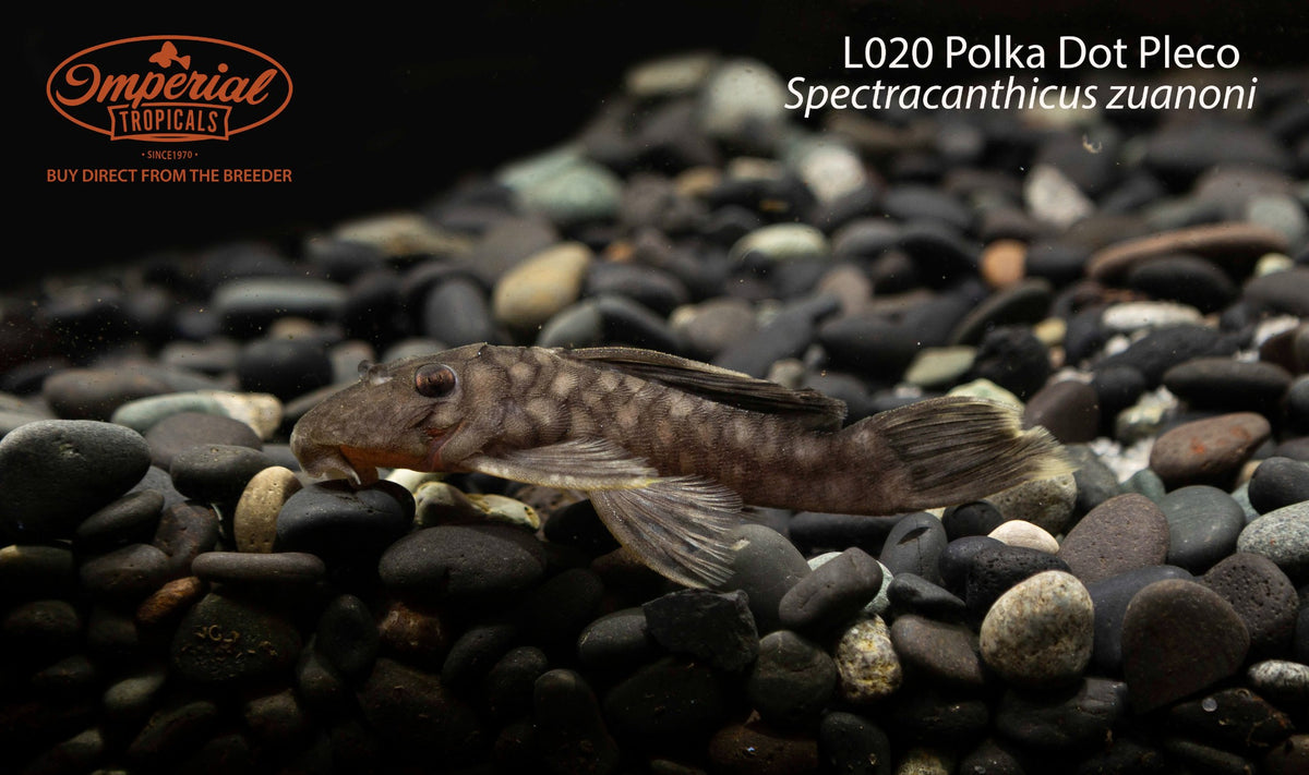 BOGO L020 Polka Dot Pleco