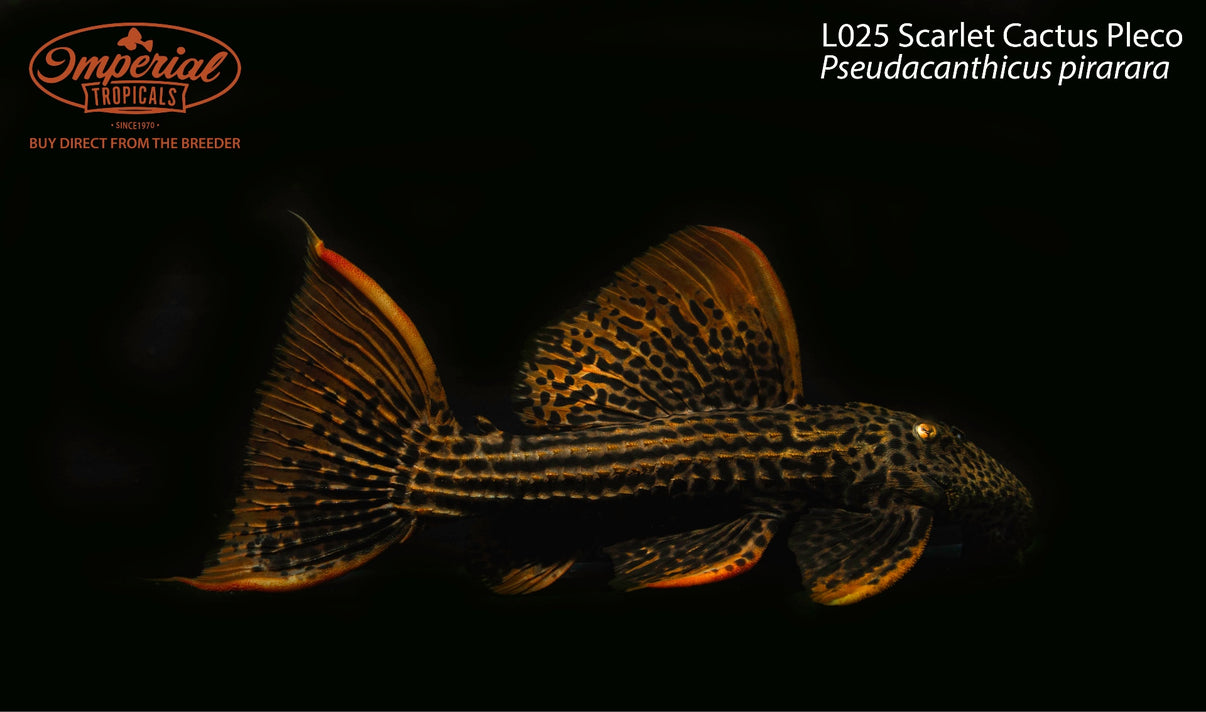 L025 Scarlet Cactus Pleco (Pseudacanthicus pirarara) - shop Imperial ...