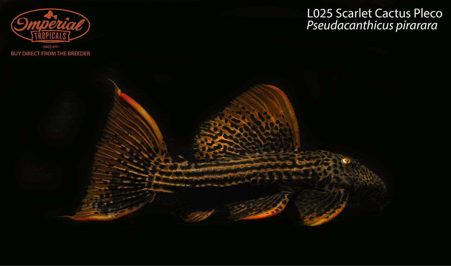 L025 Scarlet Cactus Pleco