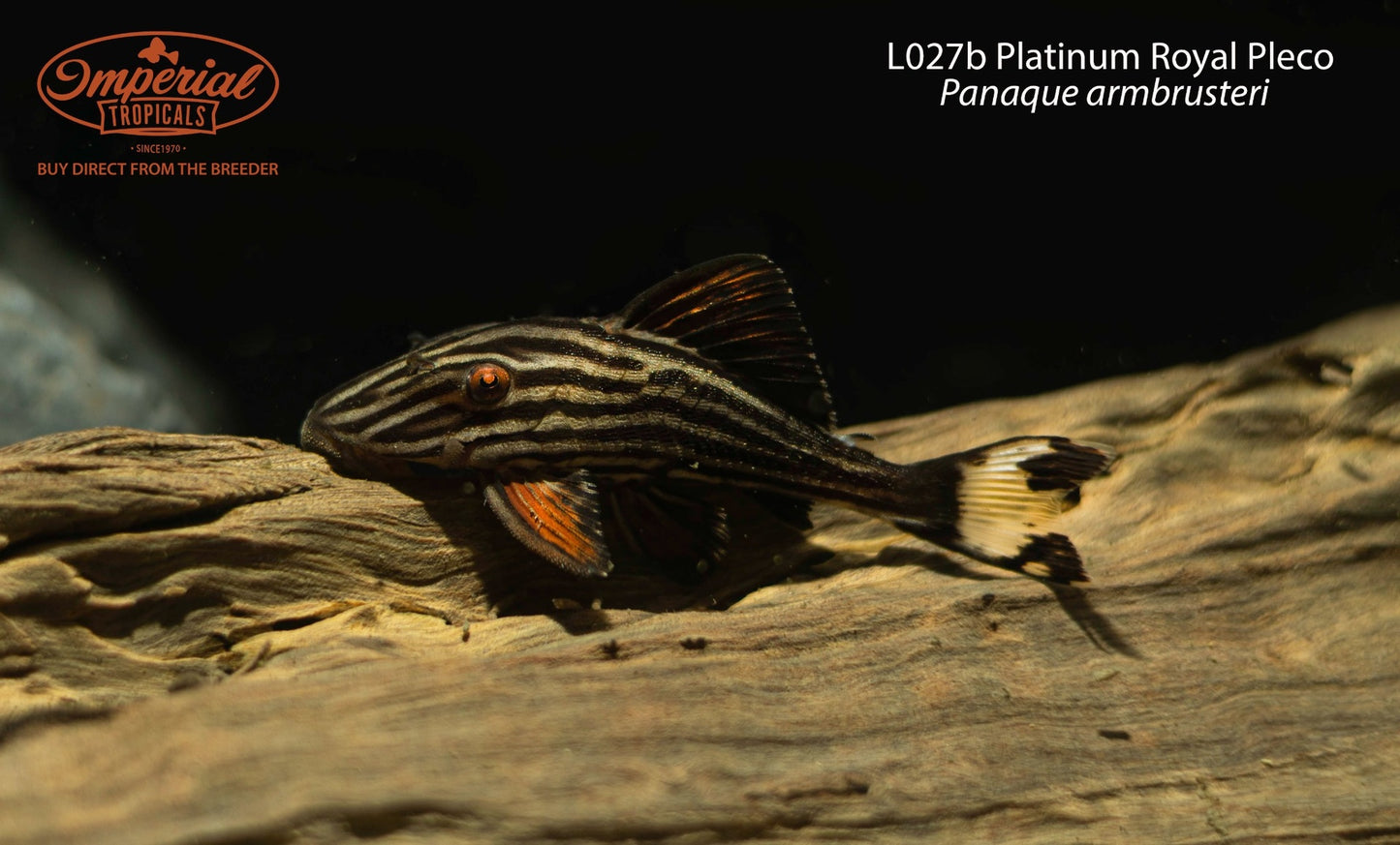 L027b Platinum Royal Pleco (Panaque armbrusteri)
