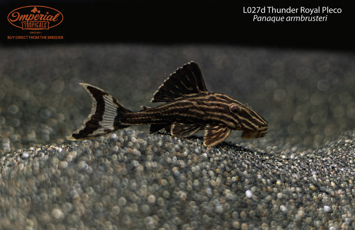 L027d Thunder Royal Pleco (Panaque armbrusteri)