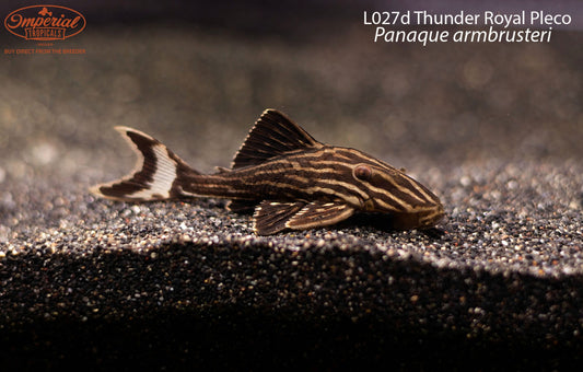 L027d Thunder Royal Pleco (Panaque armbrusteri)