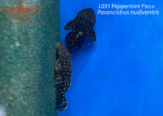 L031 Peppermint Pleco