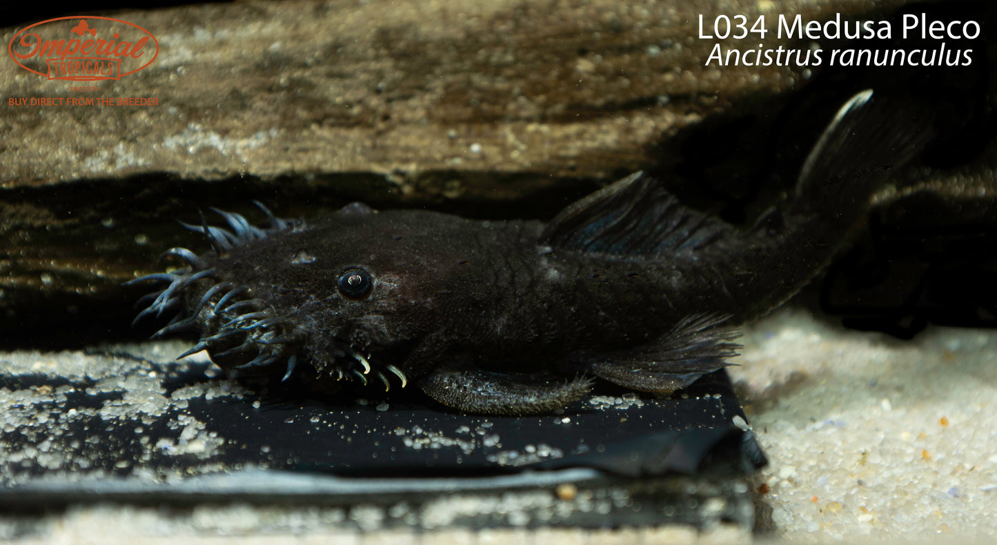 L034 Medusa Pleco