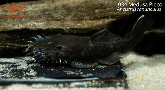 L034 Medusa Pleco