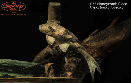 L037 Honeycomb Pleco