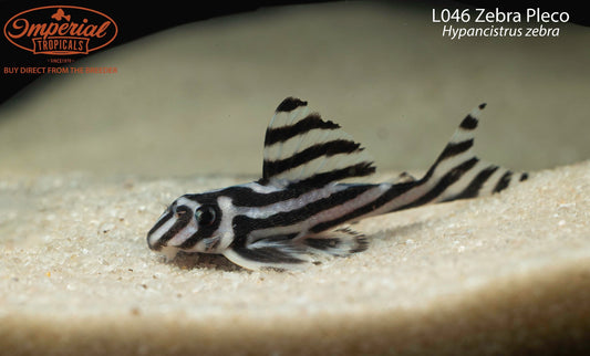 L046 Zebra Pleco