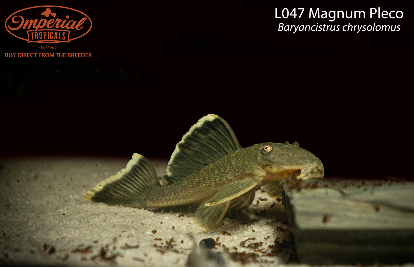 L047 Magnum Pleco