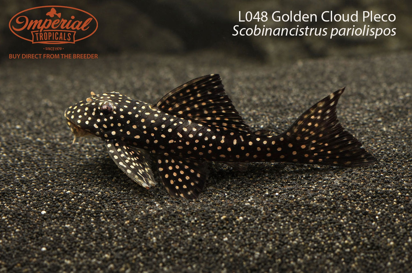 L048 Golden Cloud Pleco