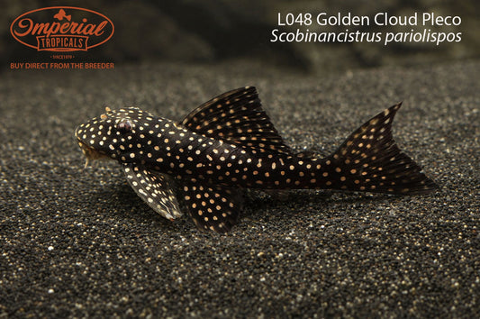 L048 Golden Cloud Pleco