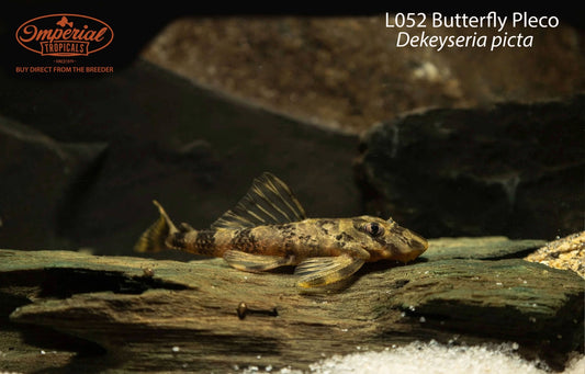 L052 Butterfly Pleco (Dekeyseria picta)