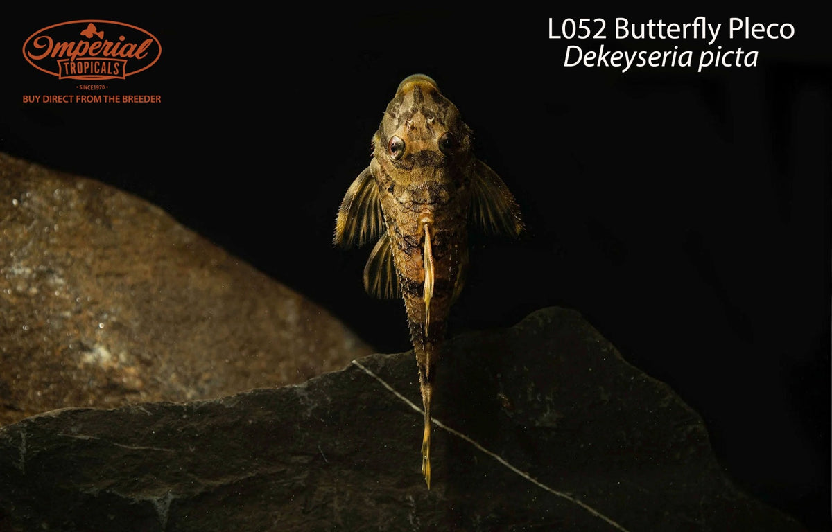 L052 Butterfly Pleco (Dekeyseria picta)