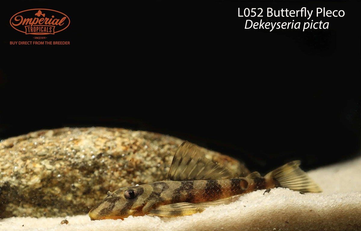 L052 Butterfly Pleco (Dekeyseria picta)