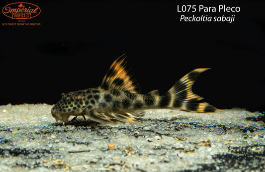 L075 Para Pleco