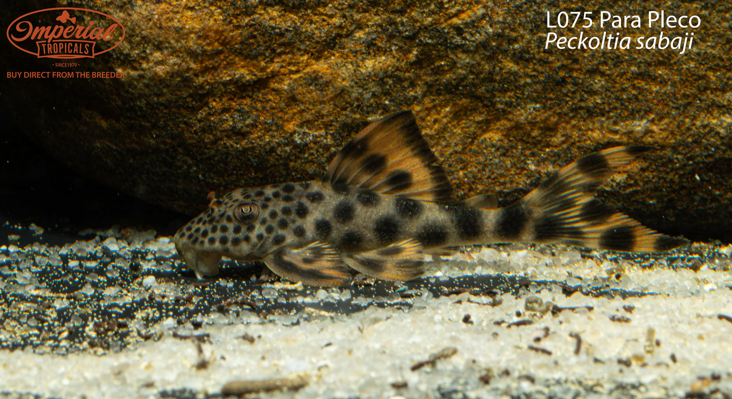 L075 Para Pleco