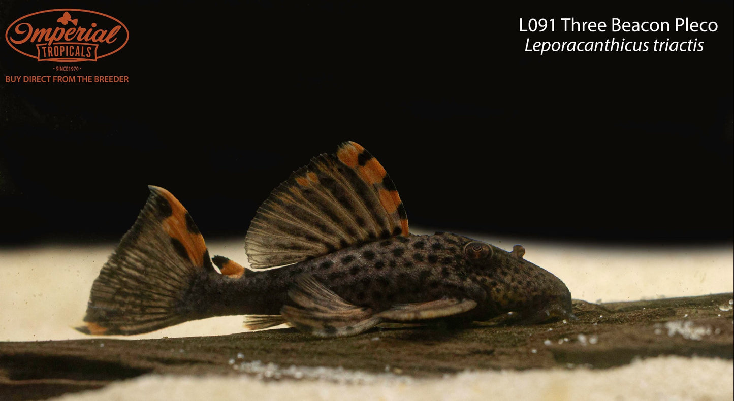 L091 Three Beacon Pleco