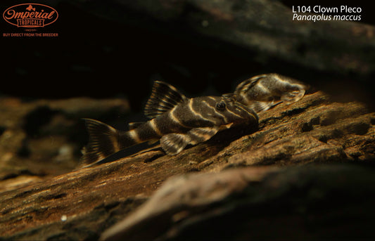 L104 Clown Pleco