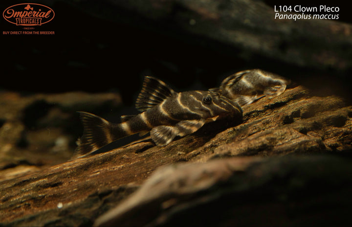 Plecos and Other Loricariids – Imperial Tropicals