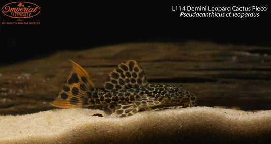 L114 Demini Leopard Cactus Pleco