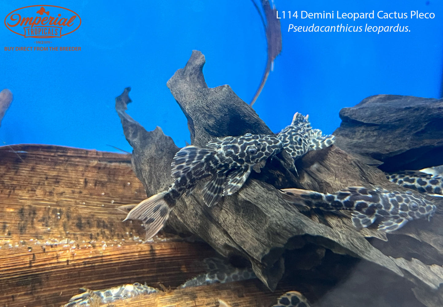 L114 Demini Leopard Cactus Pleco