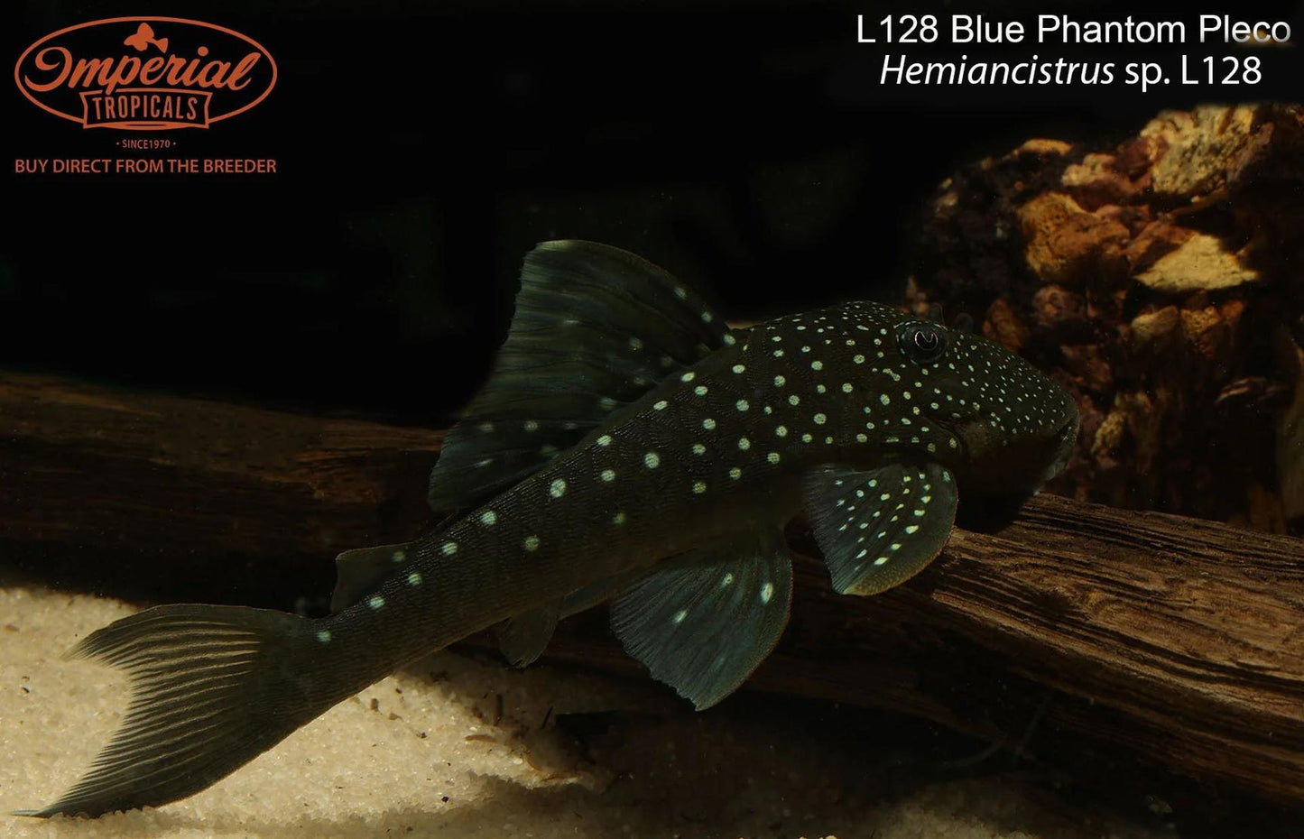 L128 Blue Phantom Pleco