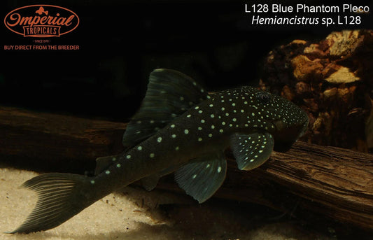 L128 Blue Phantom Pleco