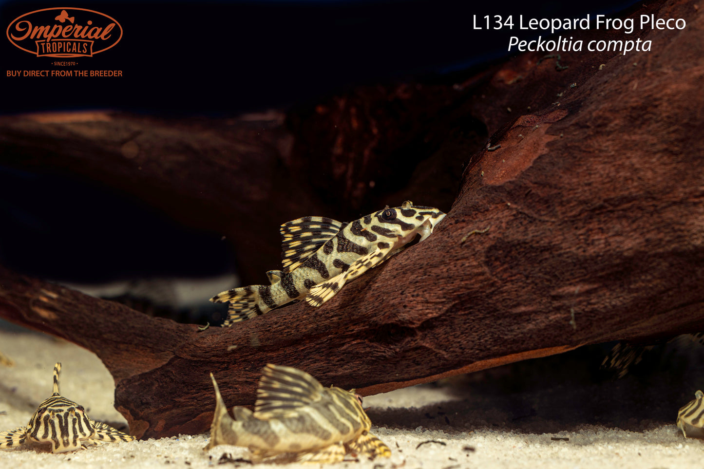 L134 Leopard Frog Pleco