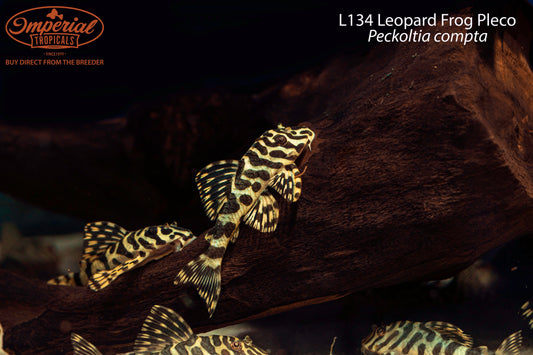 L134 Leopard Frog Pleco